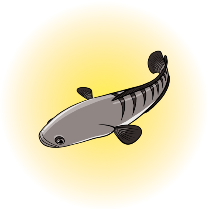 Ikan Gabus